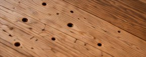 Close-up of woodworm holes in timber